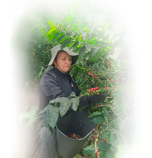 campesina-recojiendo-el-cafe