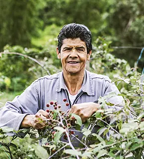 hombre-campesino-recojiendo-moras